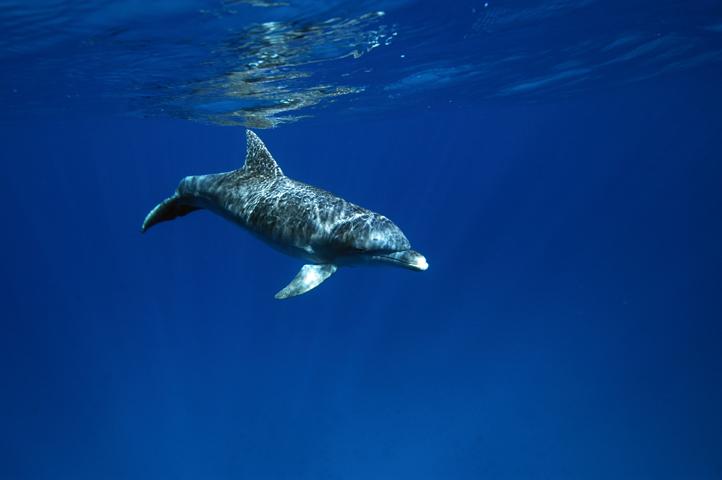 GWD Pterre tursiops truncatus bouee2  2007 13 sept _34.jpg